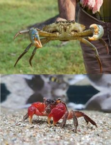 Crab Types