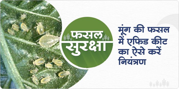 How to control Aphid in Green gram