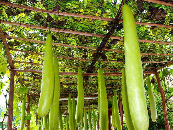 image source -https://www.exportersindia.com/saravana-enterprises/fresh-bottle-gourd-dindigul-india-1371932.htm