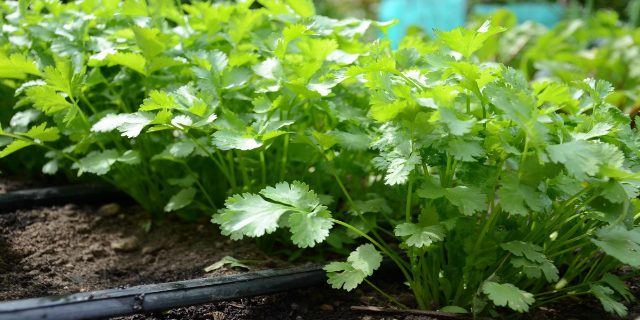 source- https://www.latiaagribusinesssolutions.com/2017/10/09/how-to-grow-coriander/