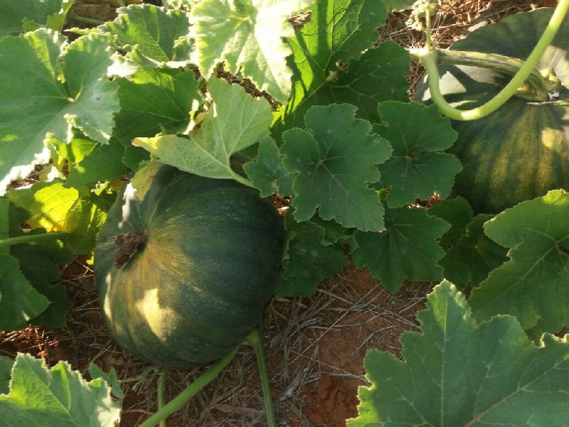 pumpkin crop