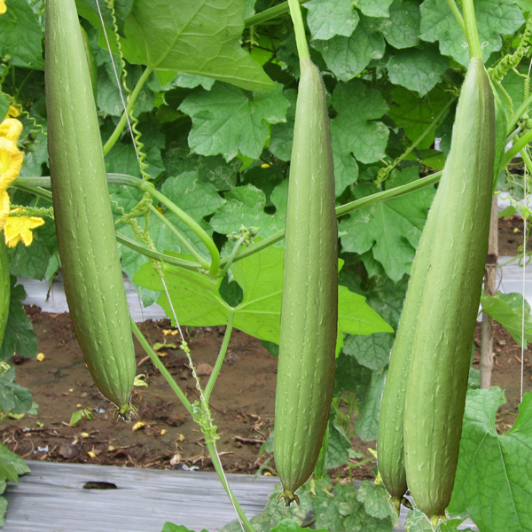 image source -https://d2yfkimdefitg5.cloudfront.net/images/stories/virtuemart/product/nurserylive-sponge-gourd-jaipur-long.jpg