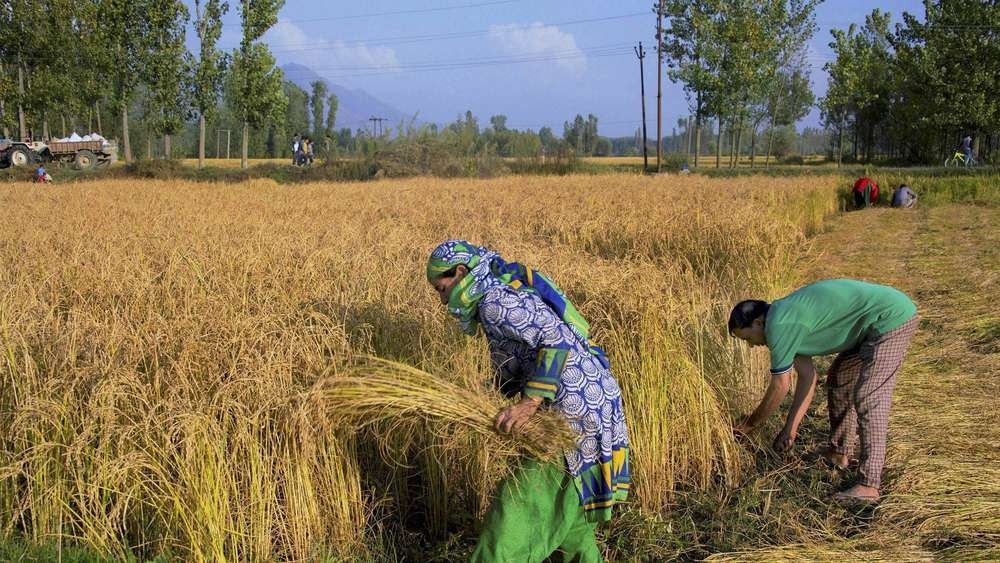 Amidst fears of Corona, Indian Council of Agricultural Research gave useful advice on harvesting