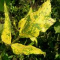 Control of Yellow Vein Mosaic disease in Mung bean Crop