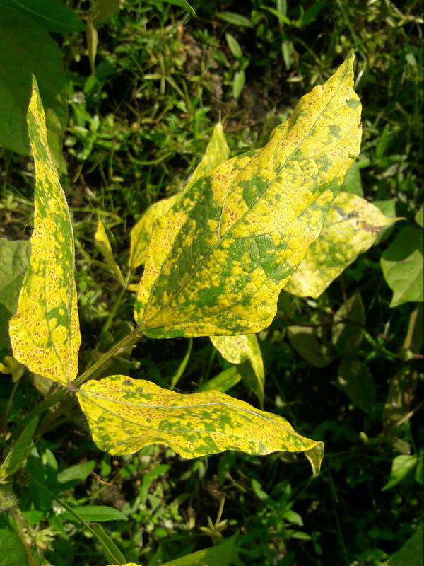 Control of Yellow Vein Mosaic disease in Mung bean Crop