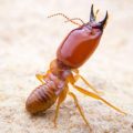 Control of termites in horticultural crops