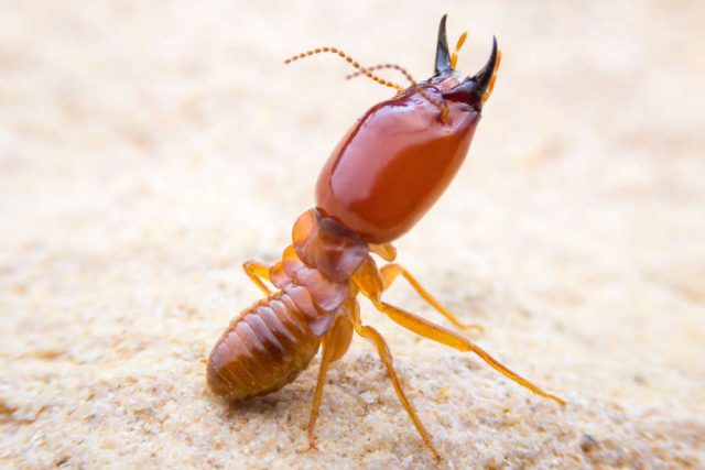 Control of termites in horticultural crops