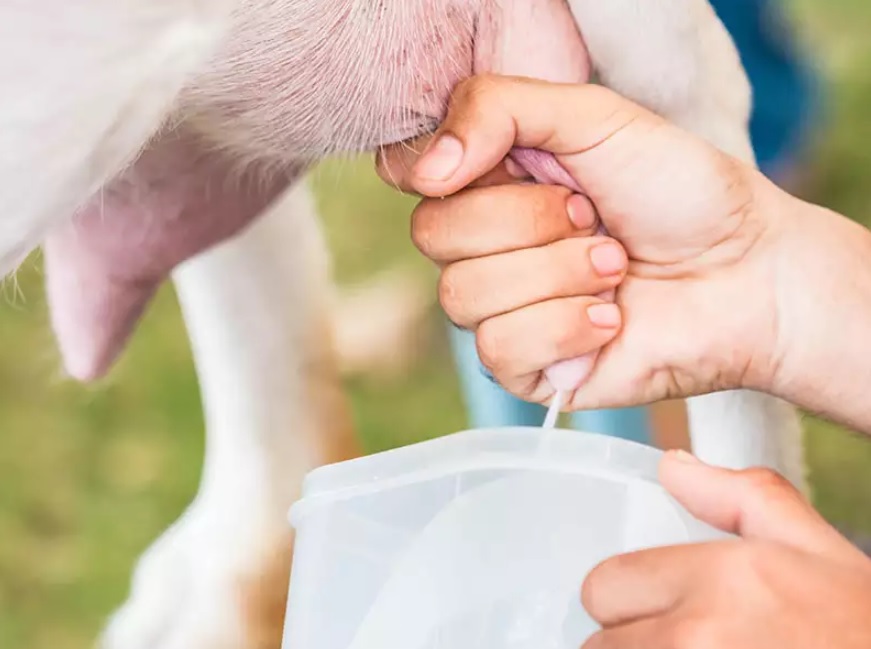 Goat milk is a boon for health