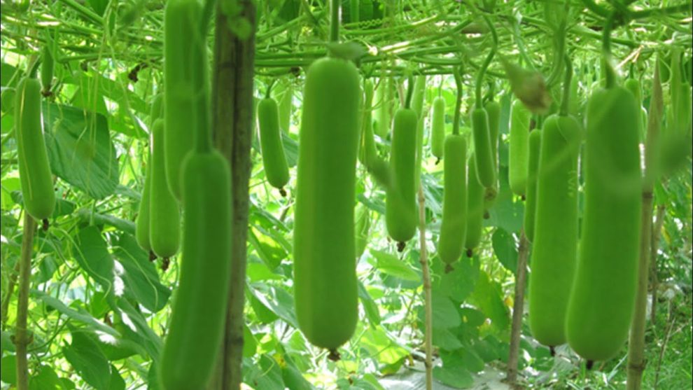 How to avoid fruit borer in Bottle Gourd