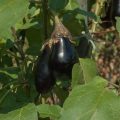 How to manage fertilizer in rainy season Brinjal