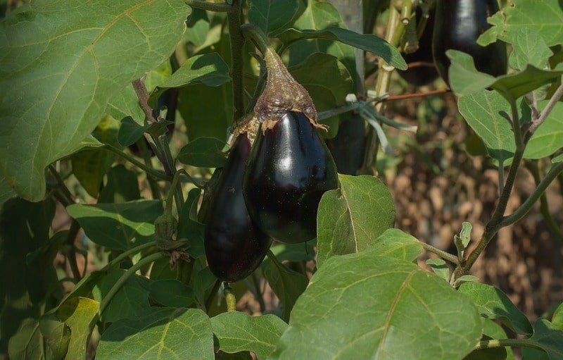 How to manage fertilizer in rainy season Brinjal