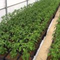 How to manage scientific nursery in chili