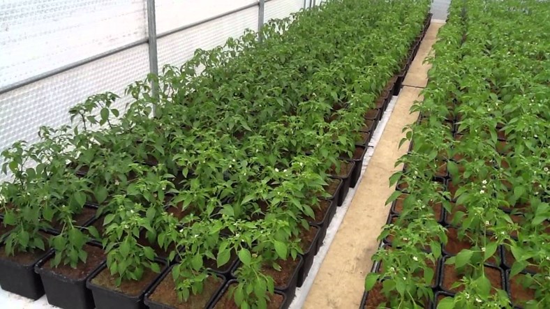 How to manage scientific nursery in chili