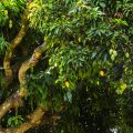 How to prevent fruit loss problem in Mango tree?