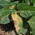 How to protect bacterial blight from Green gram and black gram