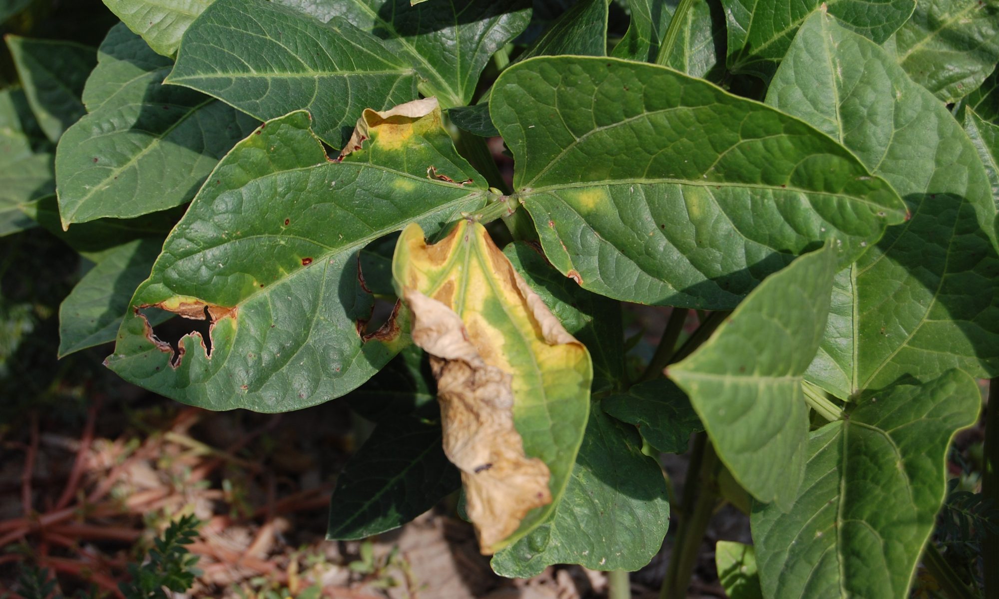 How to protect bacterial blight from Green gram and black gram