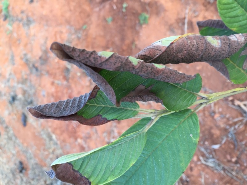 How to save Guava tree from wilt disease