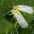 Increase the number of flowers by protecting the crop of moong and urad from white fly