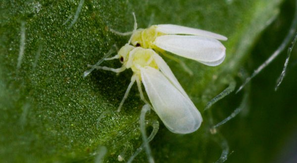 Increase the number of flowers by protecting the crop of moong and urad from white fly