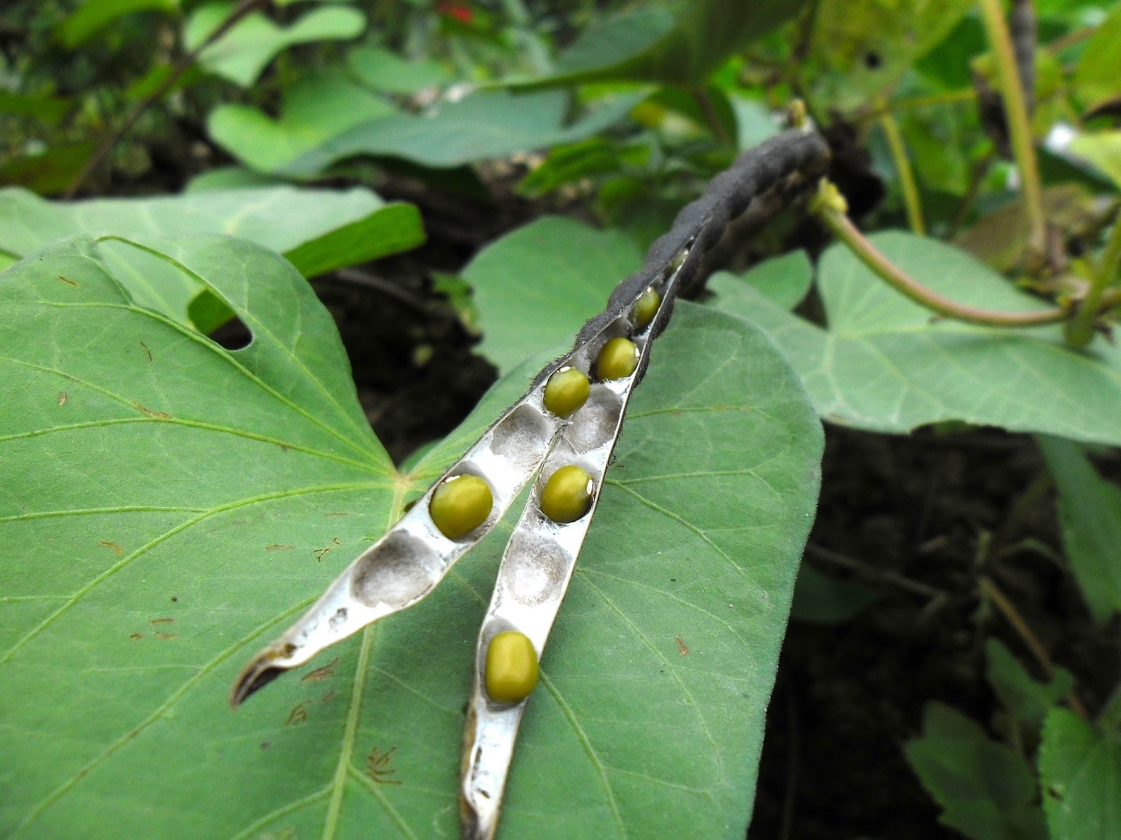 Information of improved varieties of Moong bean