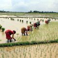 Madhya Pradesh Sowing target set for 144.6 lakh hectare in Kharif season