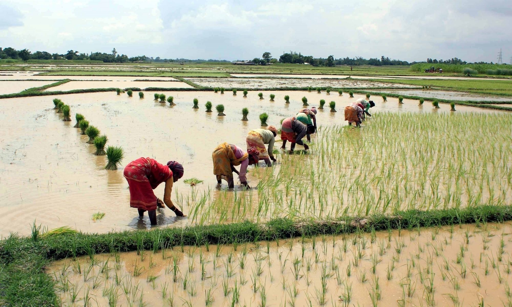 Madhya Pradesh Sowing target set for 144.6 lakh hectare in Kharif season