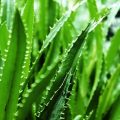 Medicinal properties of Aloe Vera