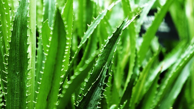 Medicinal properties of Aloe Vera