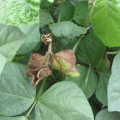 Prevention of Cercospora leaf spot disease in Black gram