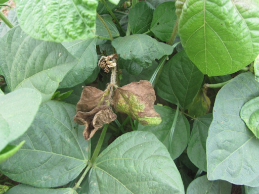 Prevention of Cercospora leaf spot disease in Black gram