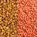 Purchase of Gram and Lentils on support price will begin in Madhya Pradesh on this day