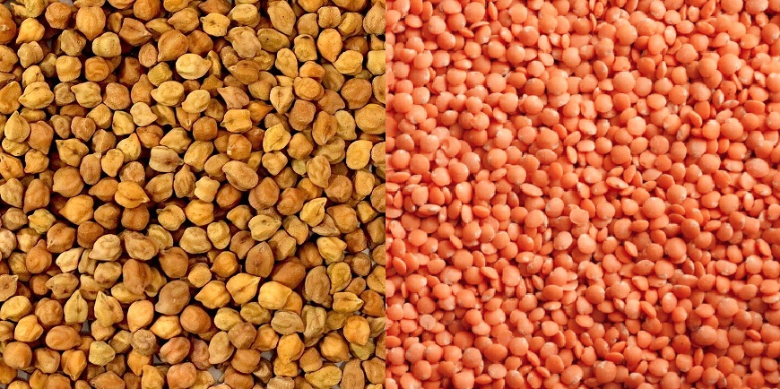 Purchase of Gram and Lentils on support price will begin in Madhya Pradesh on this day