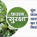 How to manage weed in moong crop?