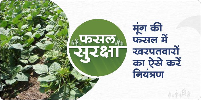 How to manage weed in moong crop?