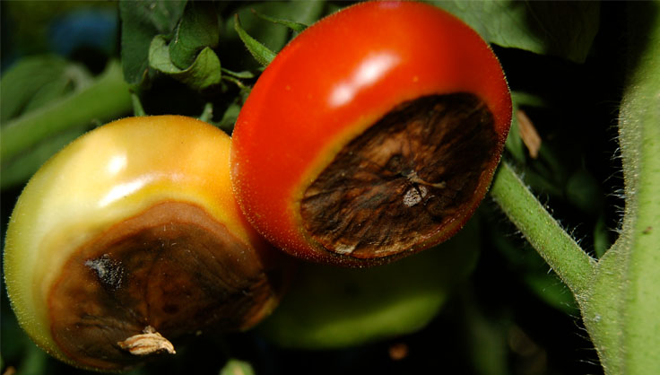 Tomatoes Blossom End Rot disease