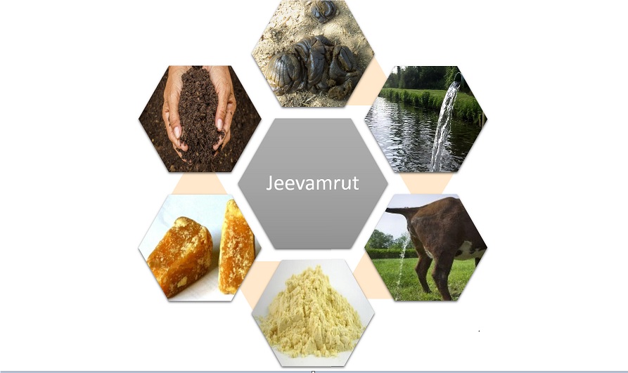 What is Jeevamrut, its benefits and method of use