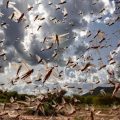 After 27 years in MP, large locust attack, Threat on Moong crop of 8000 crores