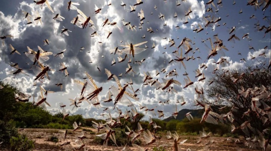 After 27 years in MP, large locust attack, Threat on Moong crop of 8000 crores