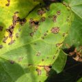 Bacterial blight disease in Cotton crop