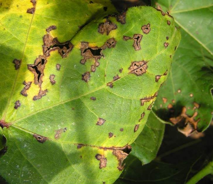 Bacterial blight disease in Cotton crop