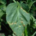 Bacterial leaf spot disease in Chilli crop