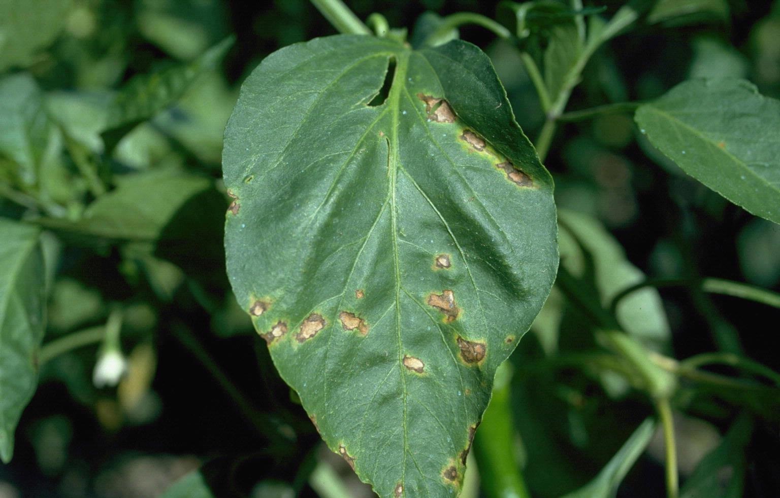 Bacterial leaf spot disease in Chilli crop