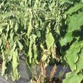 Bacterial wilt in Brinjal crop