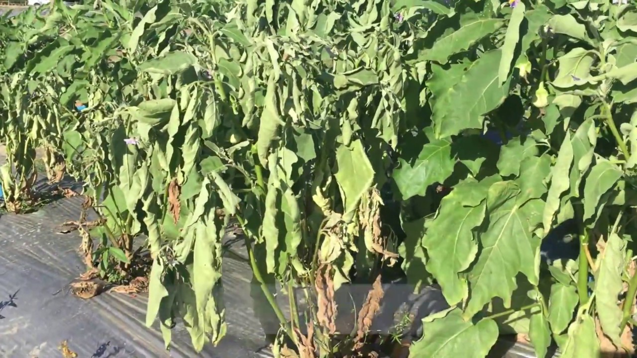 Bacterial wilt in Brinjal crop