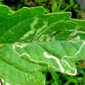 Control of Leaf Miner in Cucumber Crop