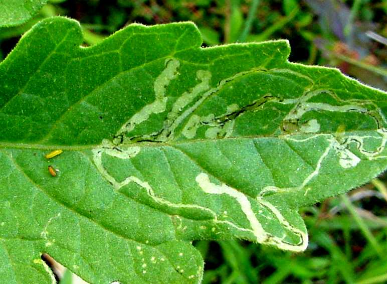 Control of Leaf Miner in Cucumber Crop