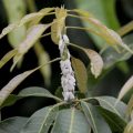 Control of Mealybugs in Mango tree