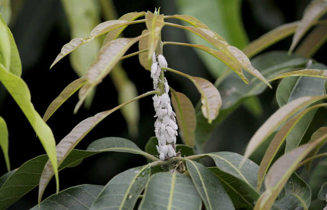 Control of Mealybugs in Mango tree