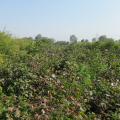 Cotton intercropping