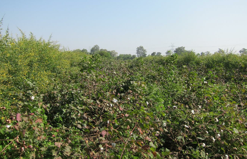 Cotton intercropping